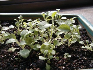 ペチュニア成長中