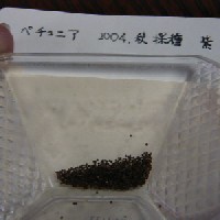 2004秋採種｢紫｣