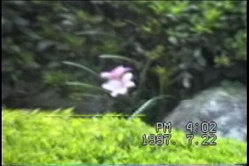 薩摩半 島バスツアーNO.128「知覧武家屋敷」F佐多直忠氏邸主庭 花が一輪