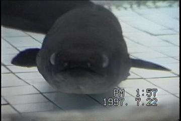 薩摩半島バスツアーNO.９３「池田湖」c鰻の顔