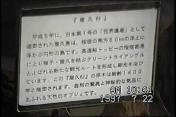 薩摩半島バスツアーNO.３１屋久杉の説明
