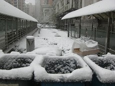 2009初雪３