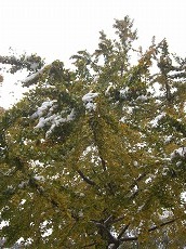 2009初雪２－８