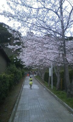 花見1