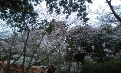 花見6