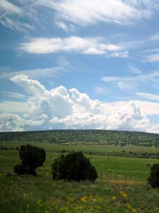 緑が見えてきた！