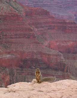 キャニオンとりす