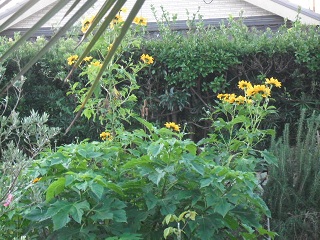 DSCF4011.JPG