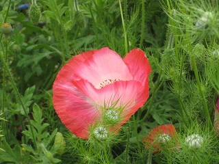IMG_1268.JPG