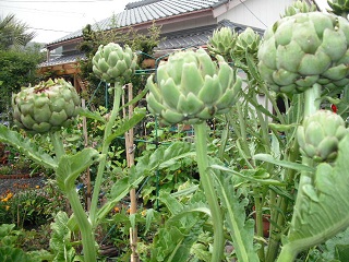 DSCF8002.JPG