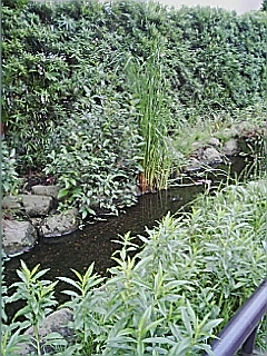 kawa2