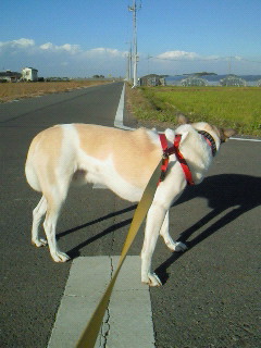 pi-chan3