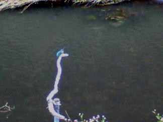 カワセミ