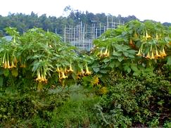 下向きの花