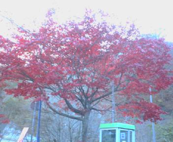 那須塩原の紅葉.jpg