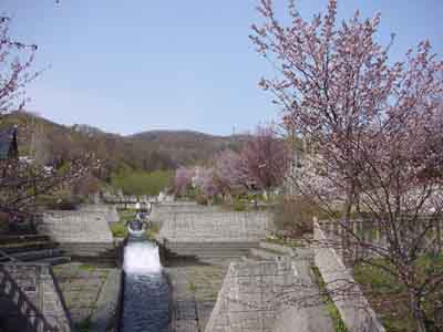川のほとりの桜