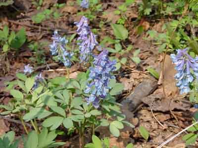 エゾエンゴサク