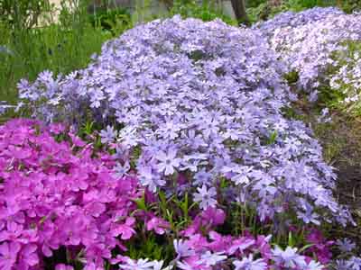 190531シバザクラ2