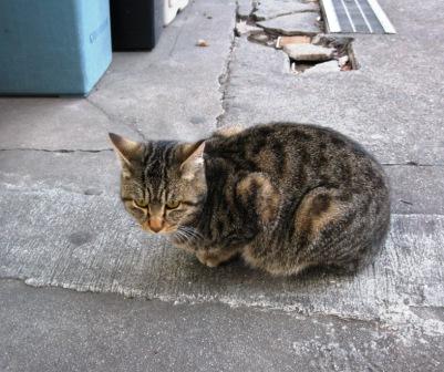 おのみちねこ.JPG