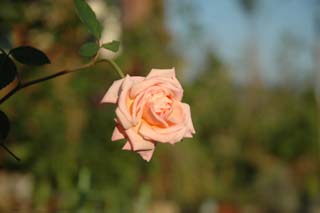 060920香粉蓮つぼみ