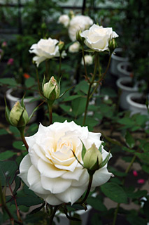 花巻バラ園4