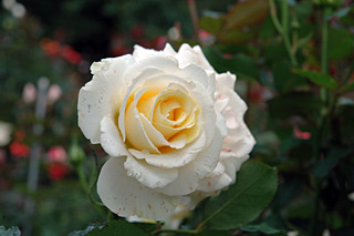 花巻バラ園5