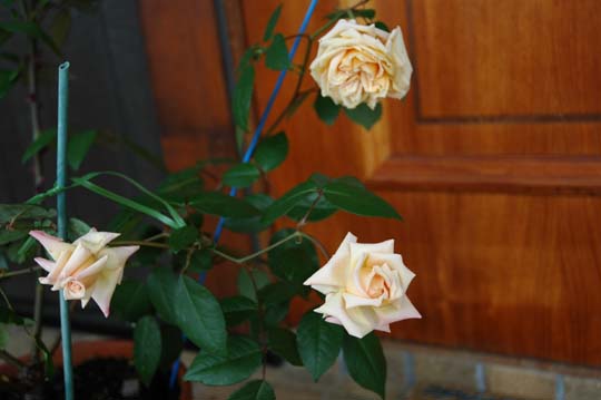 060708香粉蓮アップ