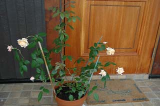 060708香粉蓮全体