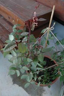 060629香粉蓮シュート