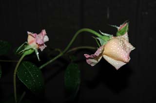 060705香粉蓮つぼみ