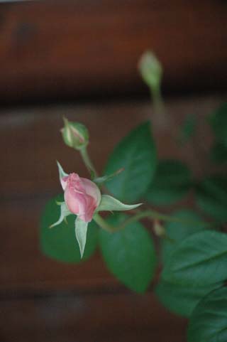 060701香粉蓮つぼみ７つ