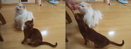 バター待ち_2.jpg