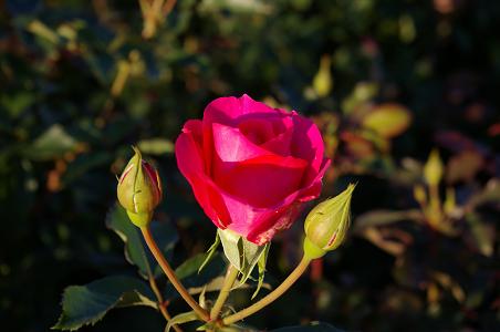 IMGP7225.JPG