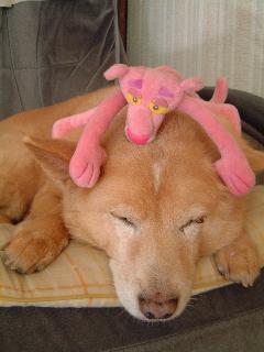 じゃまなの！