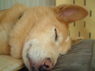ぶふふなのね