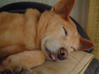 ゆ～しょ～でし♪