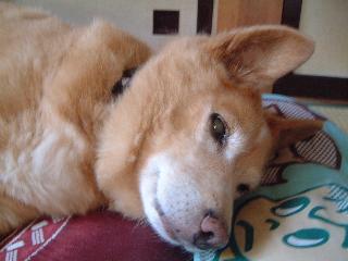 まくじゃでし。