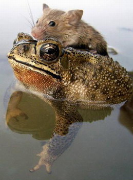 rat&frog.jpg