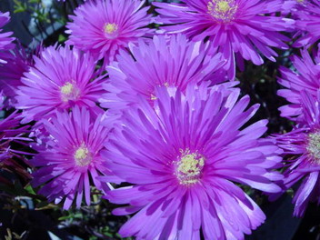 夏の花３.jpg