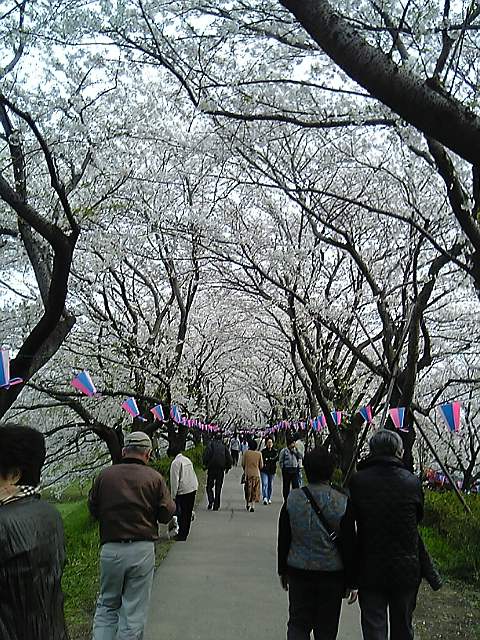 桜トンネル