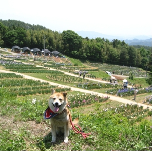 アイリス9