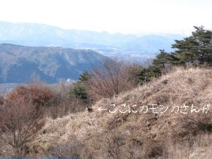 ハローアニマル1