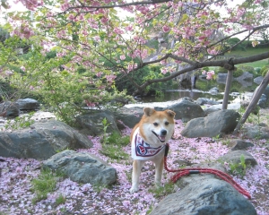 高島城の藤と八重桜1