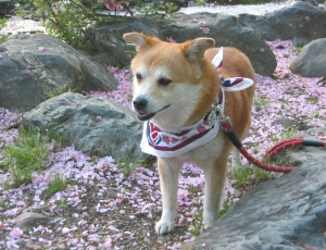 高島城の藤と八重桜2