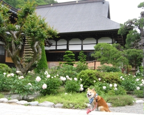 蓮華寺8
