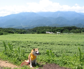 ひまわりの明野へ4