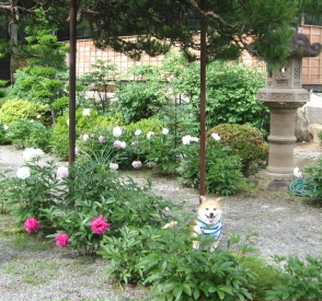 蓮華寺17