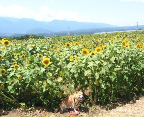 ひまわりの明野へ9