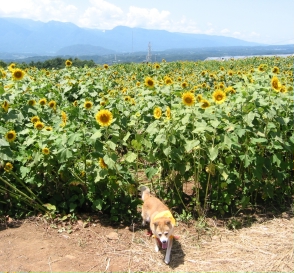 ひまわりの明野へ10