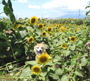 ひまわりの明野へ12